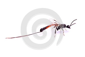 Parasitoid wasp isolated on white