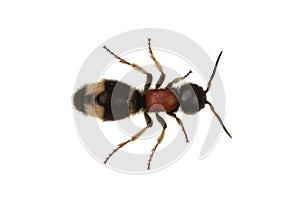 Parasitoid wasp Mutilla europaea on a white background