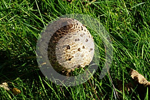 Parasol Fungi