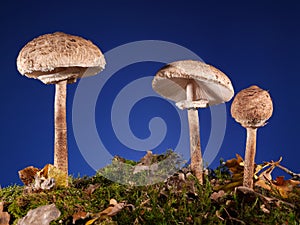 Parasol Fungus