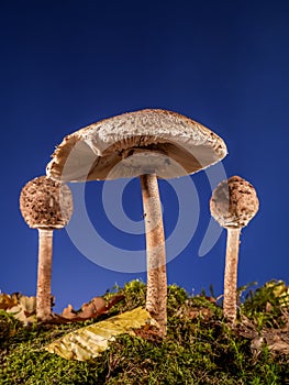 Parasol Fungus