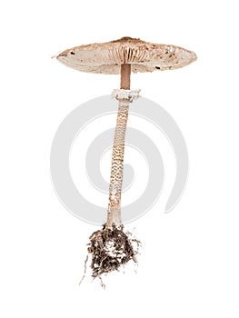 Parasol Fungus