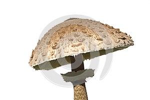 Parasol mushroom 04