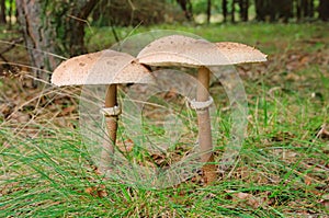 Parasol mushroom