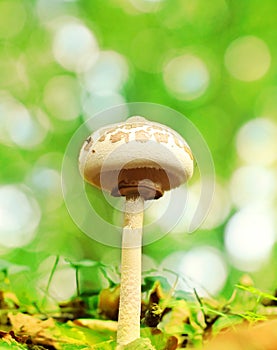 Parasol mushroom