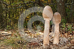 The parasol mushroom