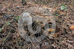 Parasol Mushroom also is known as Lepiota or Macrolepiota procera in the fall forest.