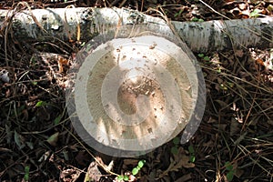 Parasol Mushroom also is known as Lepiota or Macrolepiota procera in the fall forest.