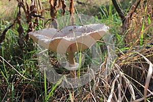 Parasol Mushroom also is known as Lepiota or Macrolepiota procera in the fall forest.
