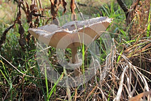 Parasol Mushroom also is known as Lepiota or Macrolepiota procera in the fall forest.