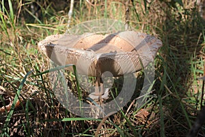 Parasol Mushroom also is known as Lepiota or Macrolepiota procera in the fall forest.