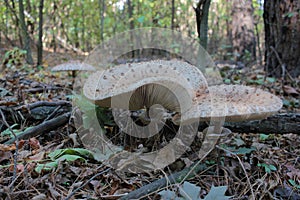 Parasol Mushroom also is known as Lepiota or Macrolepiota procera in the fall forest.