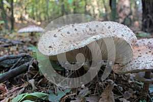 Parasol Mushroom also is known as Lepiota or Macrolepiota procera in the fall forest.