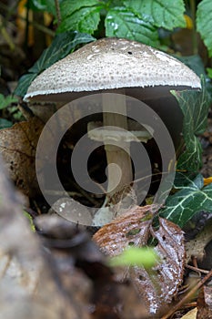 The parasol mushroom, is a basidiomycete fungus, it is found solitary or in groups and fairy rings