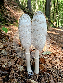 parasol mushroom, is a basidiomycete fungus with a large,