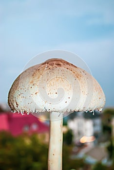 Parasol mushroom by blue sky. Macrolepiota procera edible fungus closeup