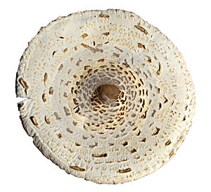 Parasol mushroom cap