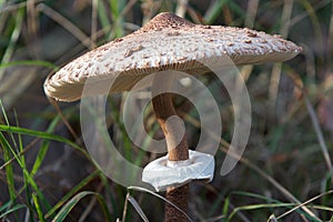 Parasol mushroom, closeup view of Macrolepiota procera fungus in tall grass.