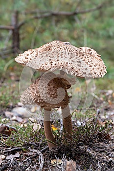Parasol mushroom - edible mushroom