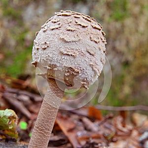 Parasol mushroom