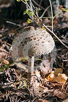 Parasol mushroom