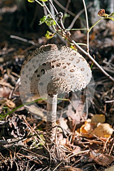 Parasol mushroom photo