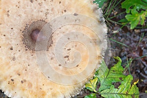 Parasol mushroom in forest closeup