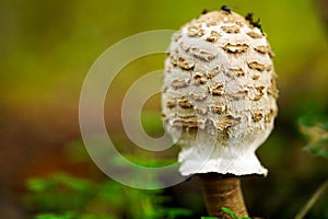 Parasol mushroom on the forest floor