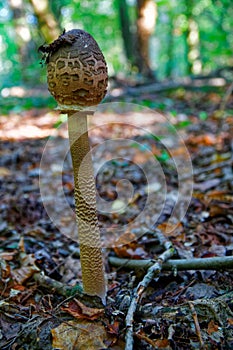 Parasol mushroom in forest Macrolepiota procera or Lepiota procera