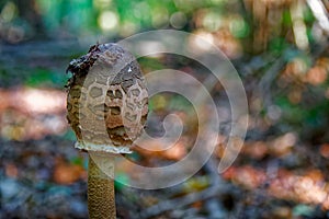 Parasol mushroom in forest Macrolepiota procera or Lepiota procera