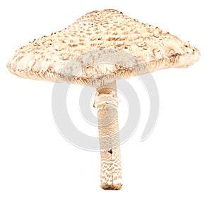 Parasol mushroom isolated