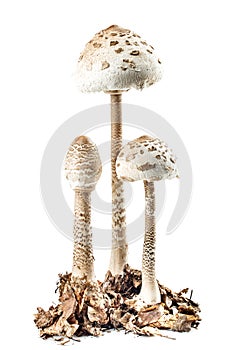 Parasol mushroom