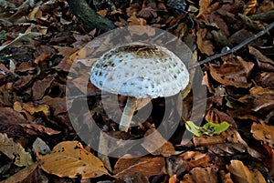 Parasol mushroom (lat. Macrolepiota procera), edible wild mushroom with cap in a forest, fungus