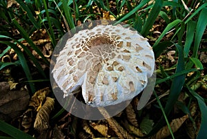 Parasol mushroom (lat. Macrolepiota procera), edible wild mushroom with cap in a forest, fungus, mycology