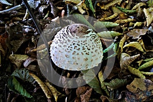 Parasol mushroom (lat. Macrolepiota procera), edible wild mushroom with cap in a forest, fungus, mycology