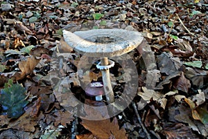 Parasol mushroom (lat. Macrolepiota procera), edible wild mushroom with cap in a forest, fungus, mycology