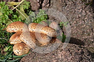 Parasol mushroom (Lepiota procera)