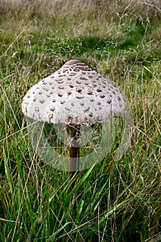 Parasol Mushroom - Lepiota procera, East Wretham Heath NWT Nature Reserve, near Thetford, Norfolk, England, UK