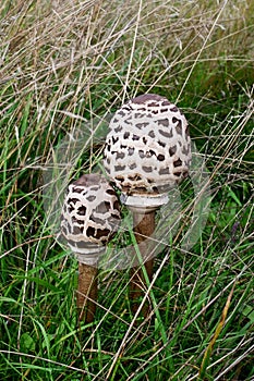 Parasol Mushroom - Lepiota procera, East Wretham Heath NWT Nature Reserve, near Thetford, Norfolk, England, UK