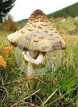 Parasol mushroom Macrolepiota
