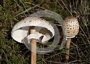 Parasol Mushroom - Macrolepiota procera