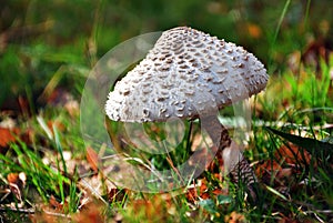 Parasol mushroom, Macrolepiota procera