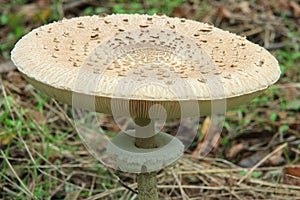 Parasol mushroom - Macrolepiota procera