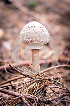 Parasol mushroom Macrolepiota procera in the autumn forest photo