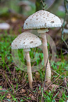 Parasol Mushroom Macrolepiota procera