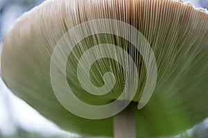 Parasol Mushroom Macrolepiota procera