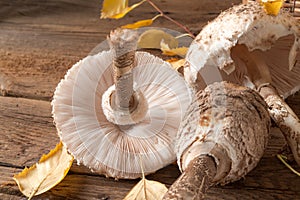 Parasol mushroom (Macrolepiota procera)