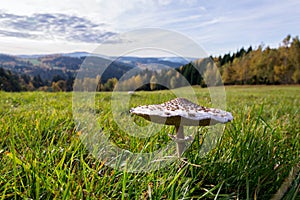 Parasol mushroom, macrolepiota procera fungus in green grass on sunny autumn day