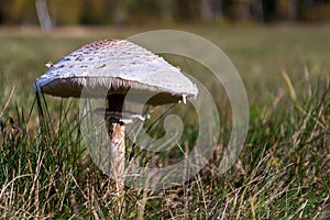 Parasol mushroom, macrolepiota procera fungus in green grass on sunny autumn day
