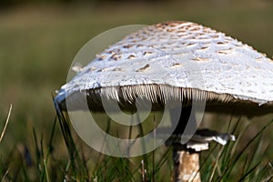 Parasol mushroom, macrolepiota procera fungus in green grass on sunny autumn day